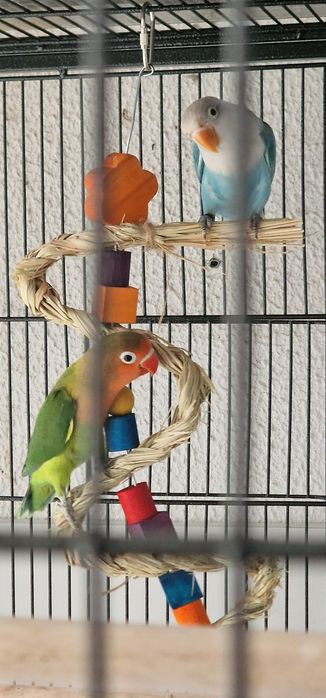 Agapornis Fisheri e Personatus