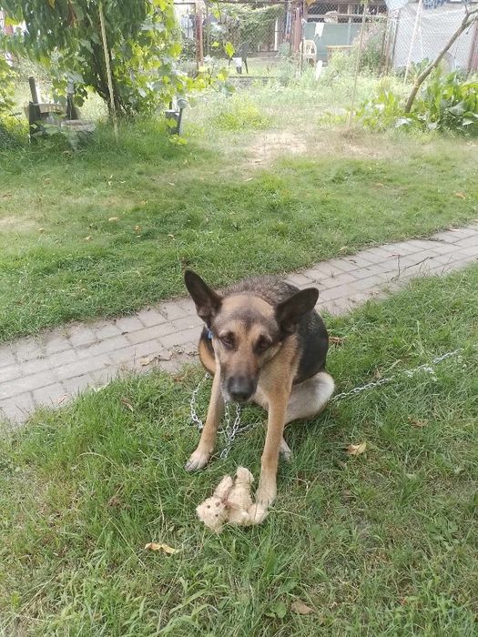 Kto podaruje Wirusowi domek?