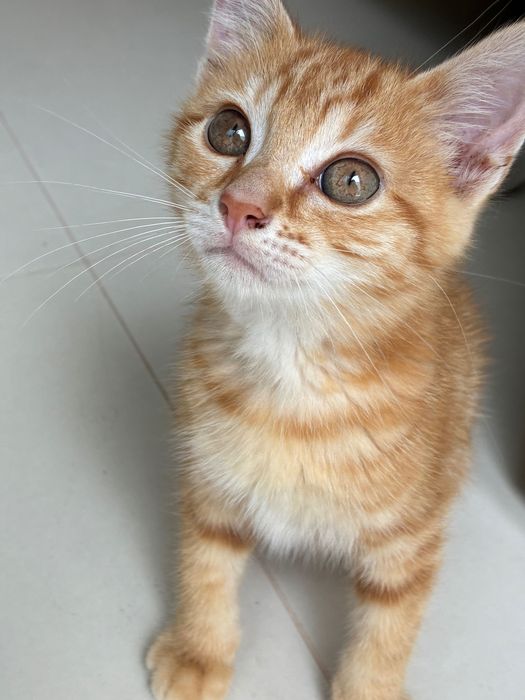 Gatinho macho laranja 2 meses