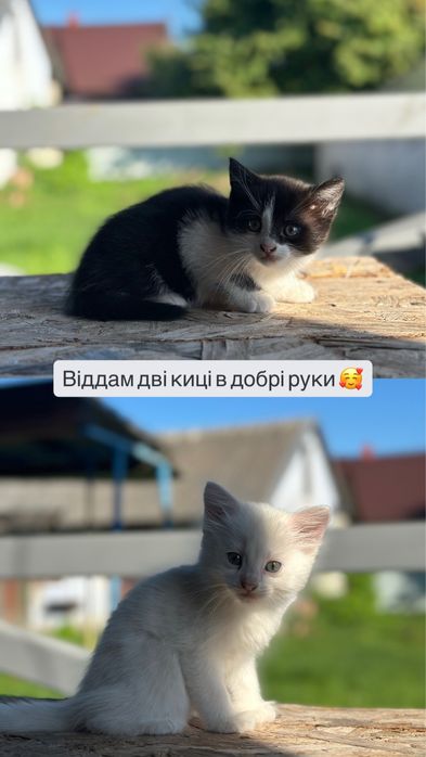 Киці біла та чорно-біла