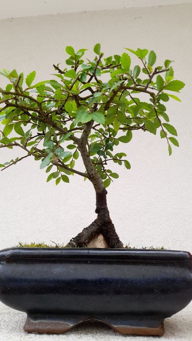 Bonsai Ulmeiro- Ulmus Parvifolia