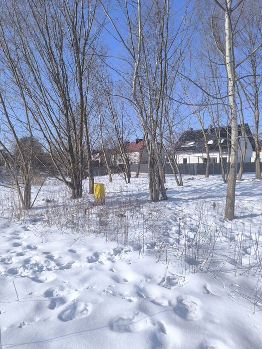 Oddam za darmo drewno