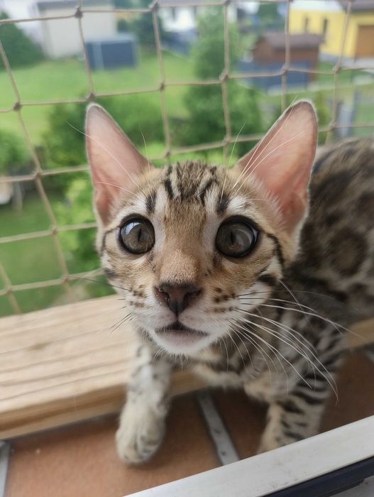 Kocurek  bengalska