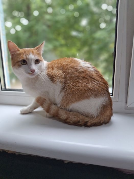 Кастрированный бело-рыжий котёнок-подросток ищет дом! В хорошие руки!