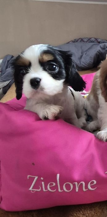 Cavalier suczka wychowana przez behawioryste.