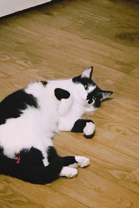 Ласкавий котик в добрі руки