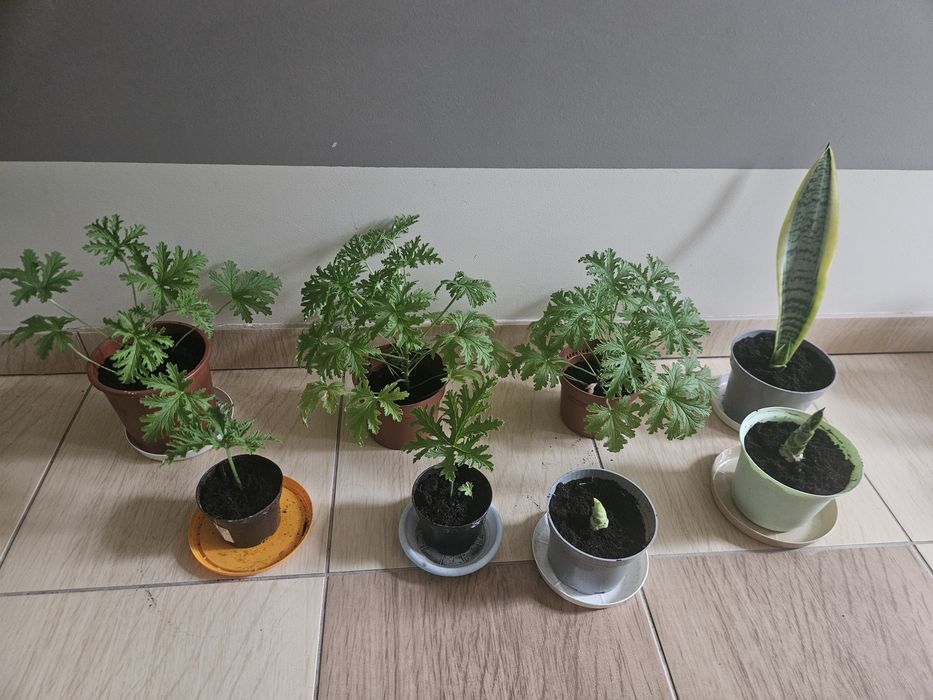 Kwiaty doniczkowe anginka/ geranium, sansevieria