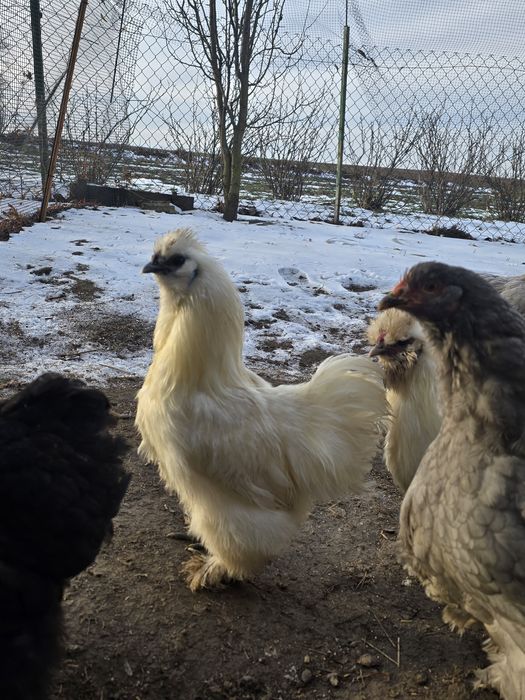 Kogut Silka z 2025 roku