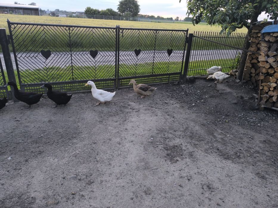 Sprzedam kaczuszki Kajuga,Pekin