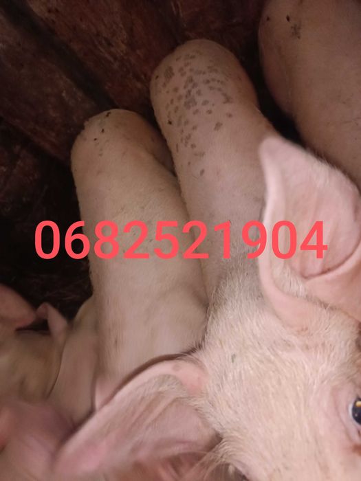 Продам поросят порода велика біла