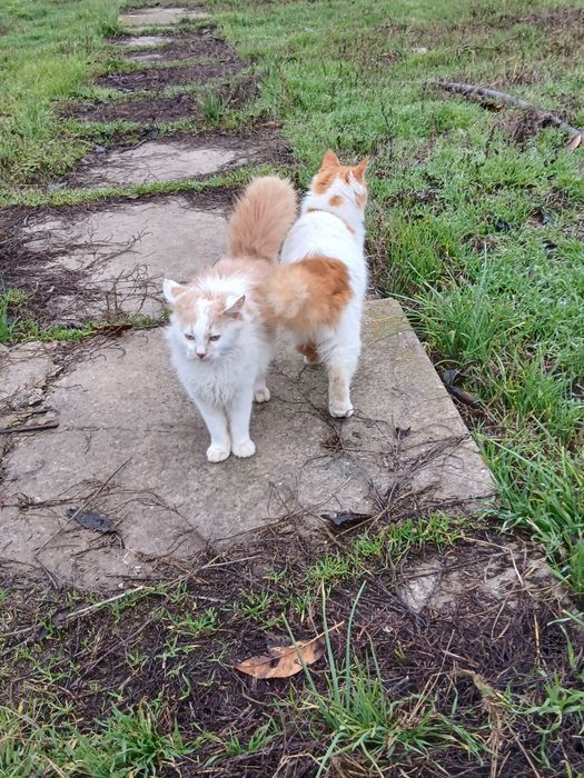 Шикарный котик отдам в хорошие руки