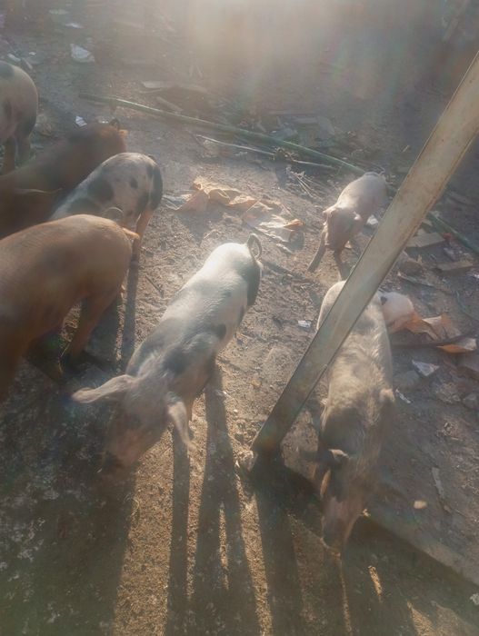 Vendo cabras e leitões