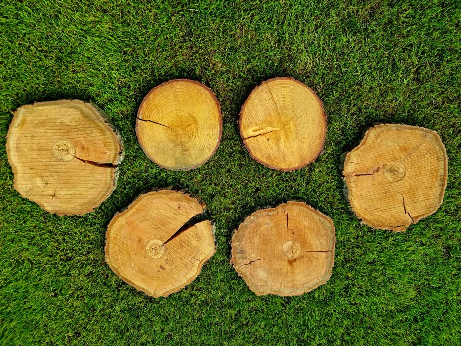 Krążki Drewniane - Plastry drewna DUŻE