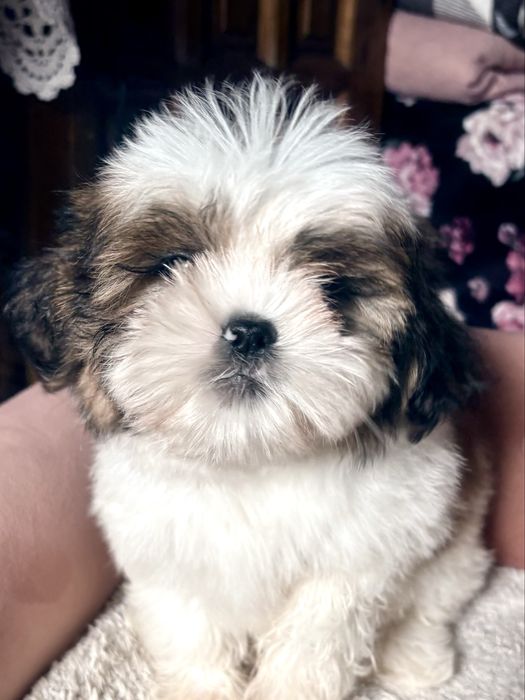 Shih-Tzu,szczenie