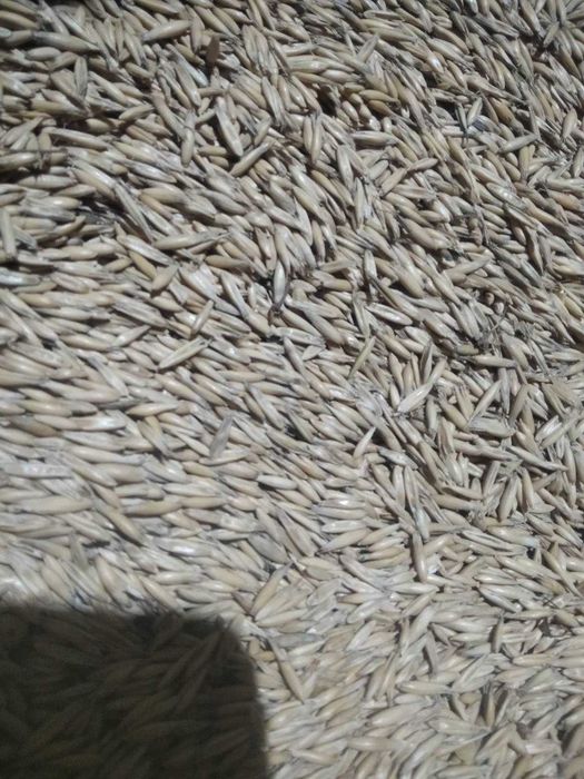 Продам овес посівний калібрований
