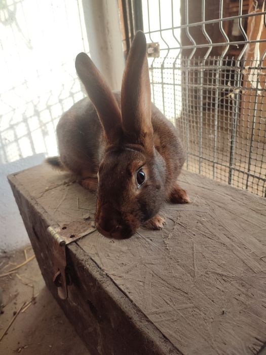 Zajęczak machoniowy samiec