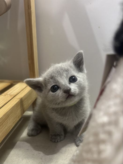 Kotka rosyjska niebieska