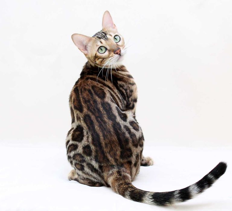 кошечка бенгальской породы n 24 33 Seal Lynx spotted tabby