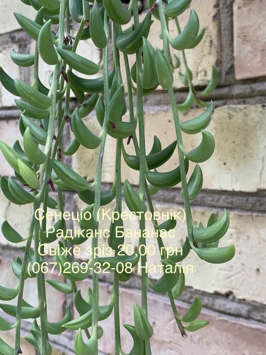 Крестовнік різні види. Сенеціо