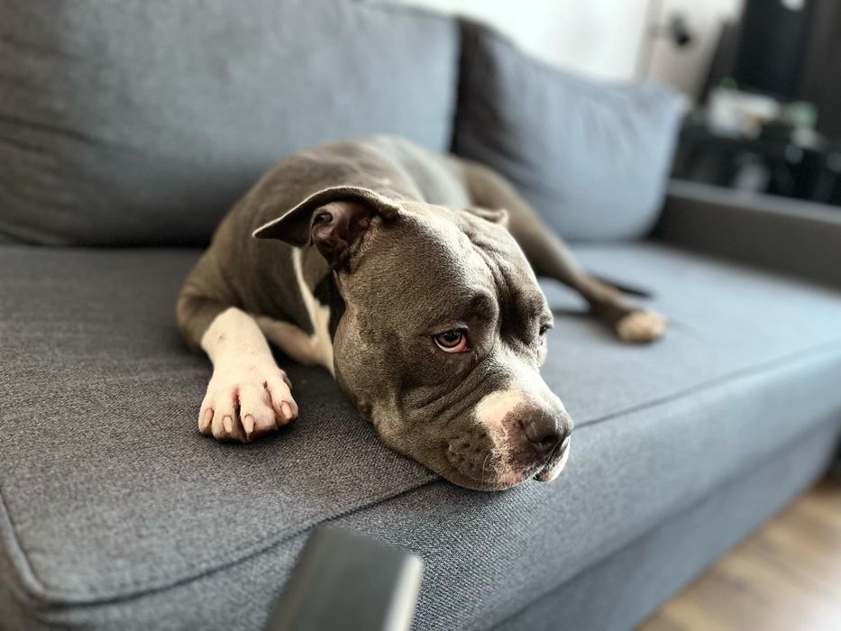 Spokojna sunia rasy Amstaff szuka domku