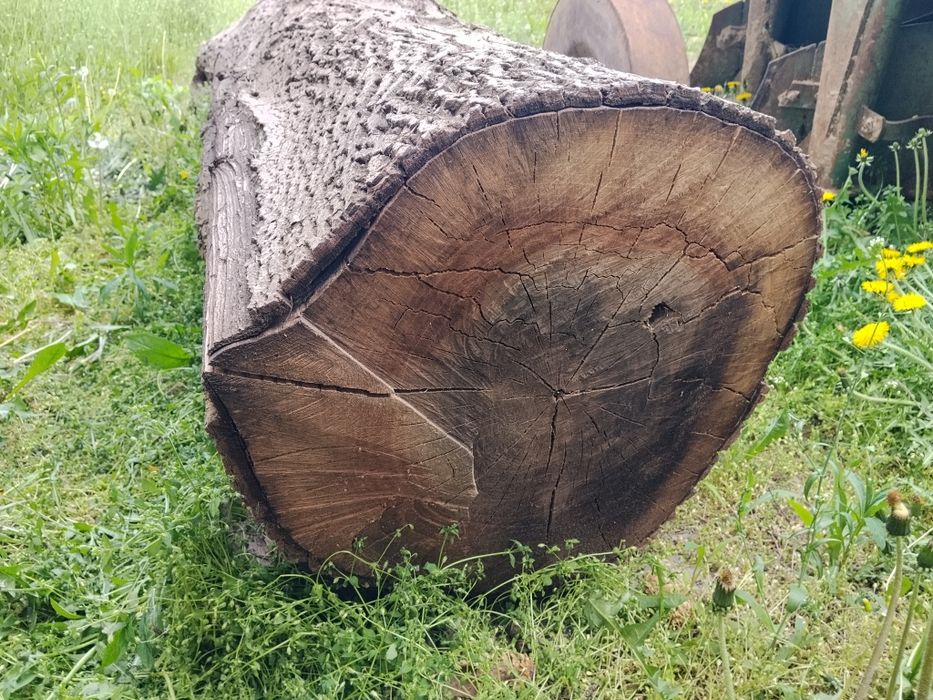 Orzech włoski pień, kłoda