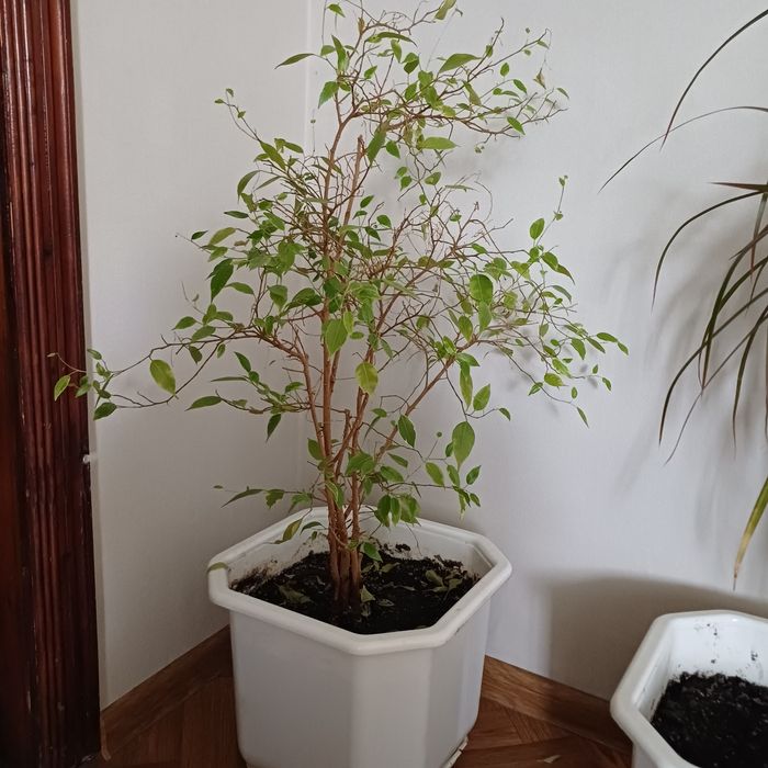 Квіти кімнатні - Фикус Бенджамина (Ficus benjamina).