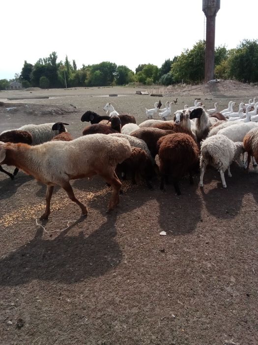 Продам вівці Гісари