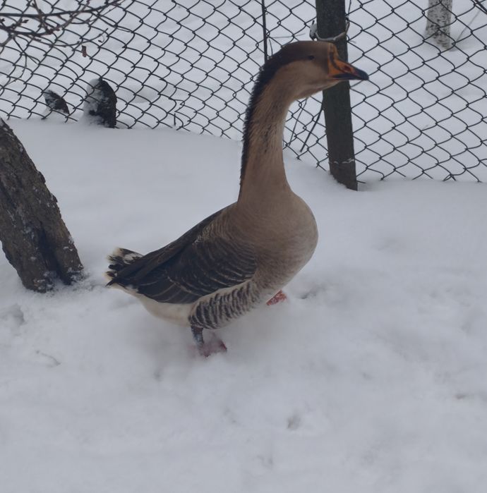 Продам гусака на плем'я  або м'ясом