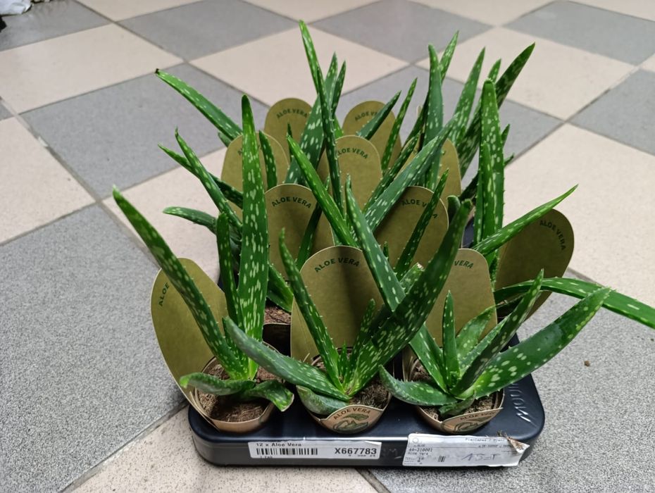 Aloes vera 15cm P5.5