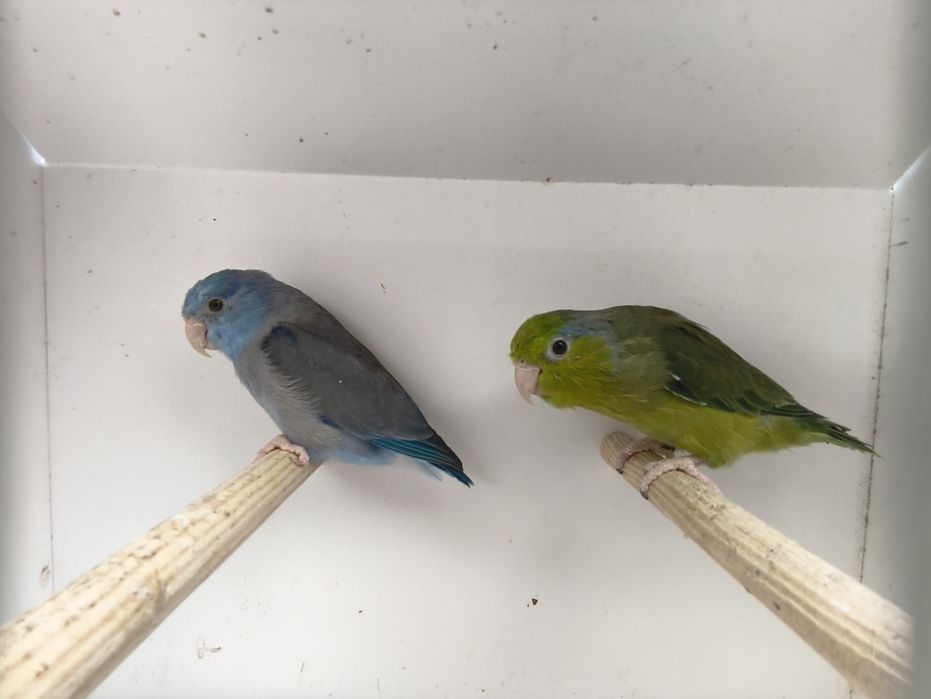 Casal Forpus Coelestis