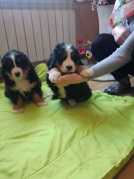 Sczeniaki Bernenski Pies Pasterski