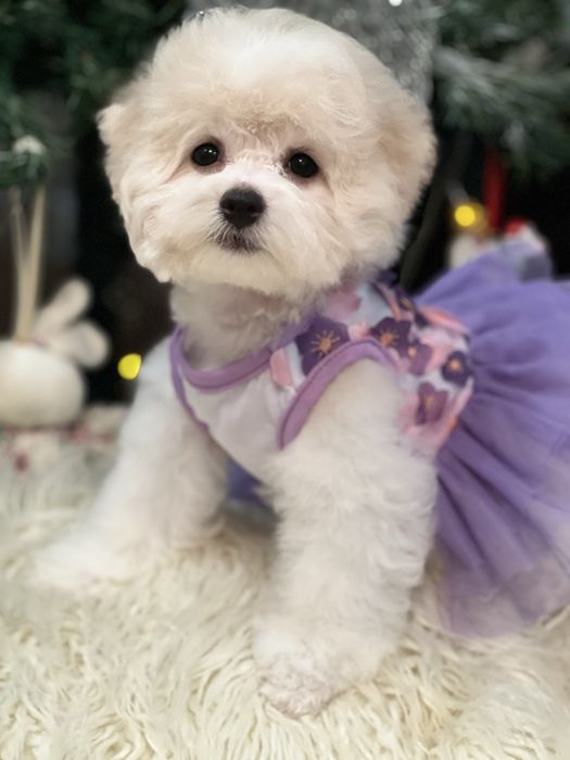 Дівчинка бішон  фрізе цуценя