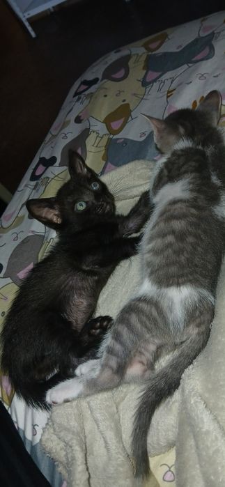 3 Gatinhos Machos Bebés para Adoção (Nascidos a 10/05/2026)