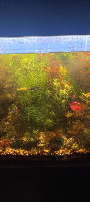 Roślinki do akwarium moczarka