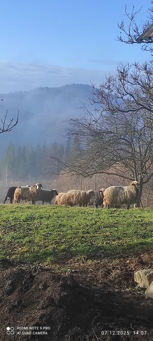 Продам Карпатські Вівці і Барани