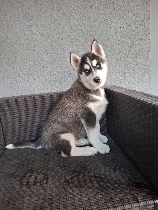 Suczka rasy husky