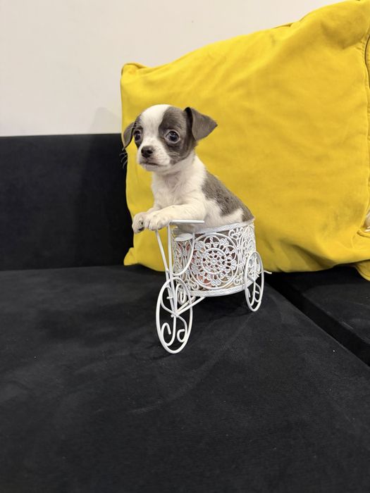 Chihuahua menino top