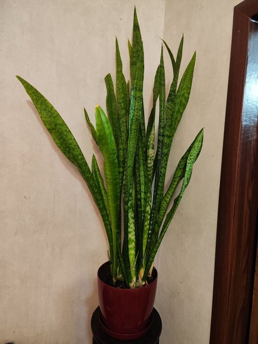 Сансеверія велика