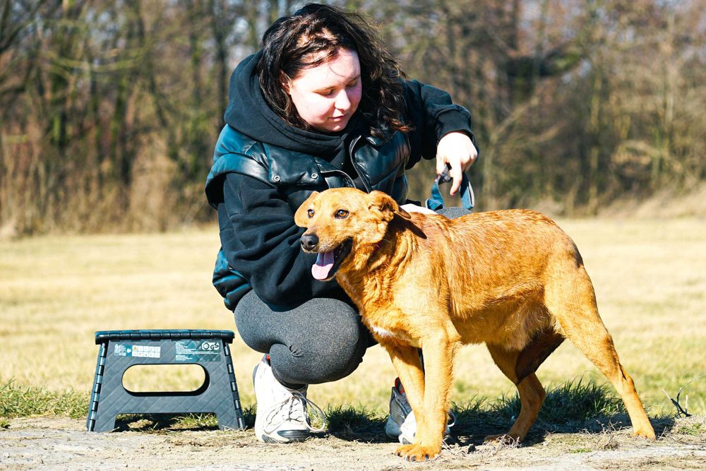 Rudik - śliczny niewielki pies