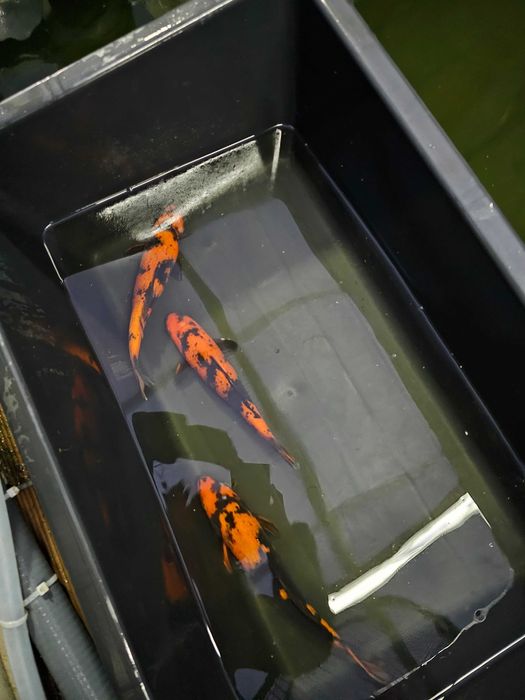 Carpas koi hi utsuri