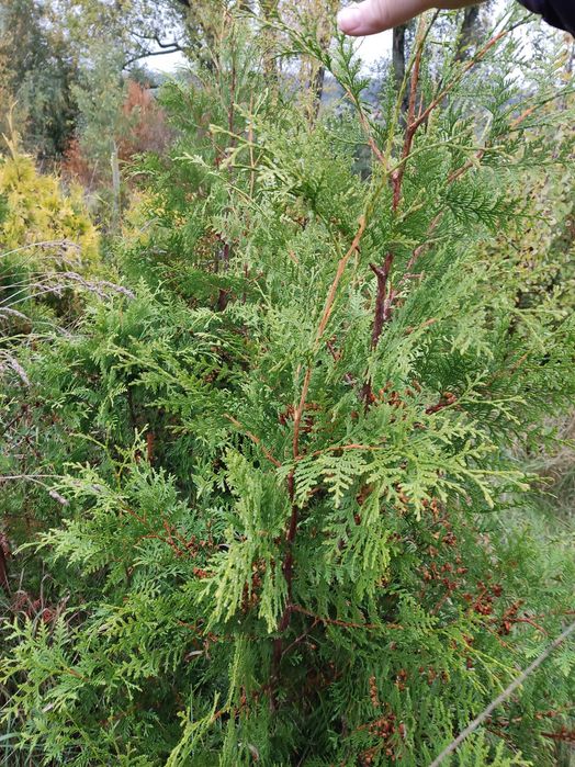 Thuja Brabant 160cm