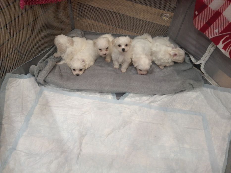 Мальтезе неймовірні