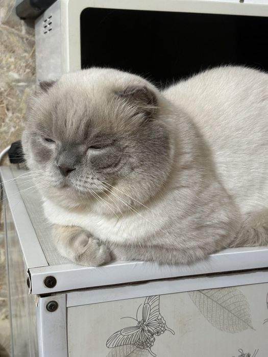 Вилли вязка кошек в Николаеве!