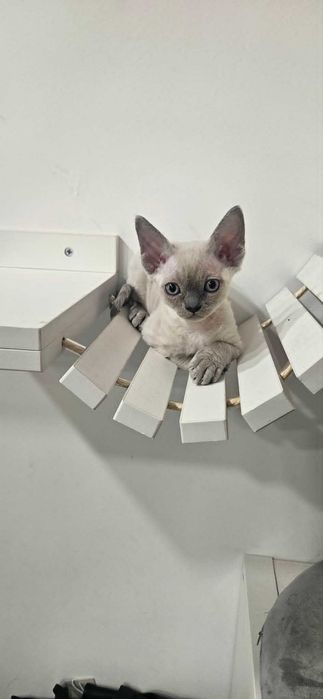 Yuma dziewczynka Devon Rex point niebieskie oczy Demix*PL