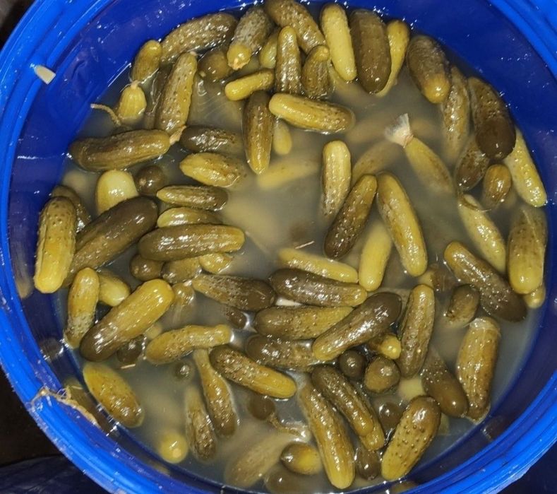 Ogórki kiszone 6-12 octopus