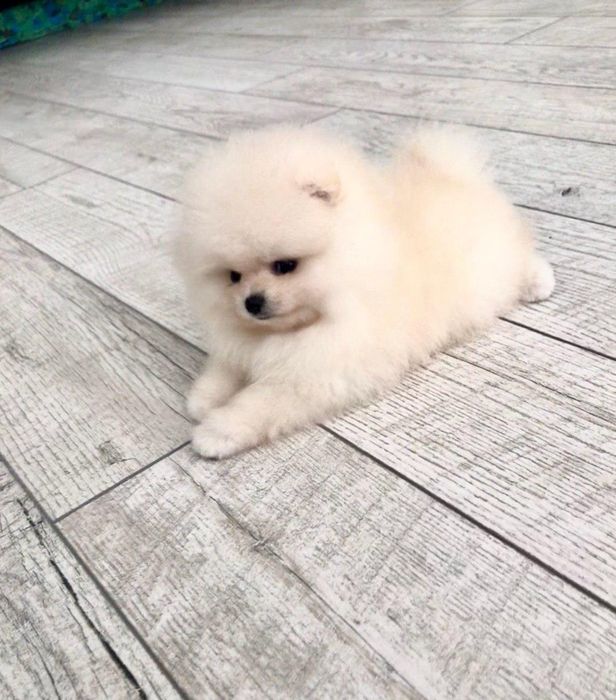 3 місяці щпіц.                .