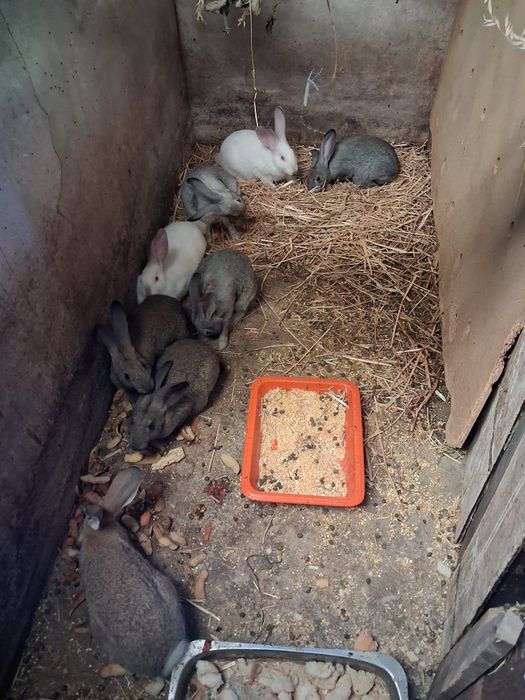 Vendo galos e coelhos