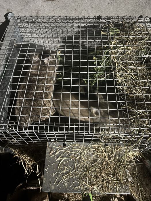 Tenho  Coelhos caseiros venda
