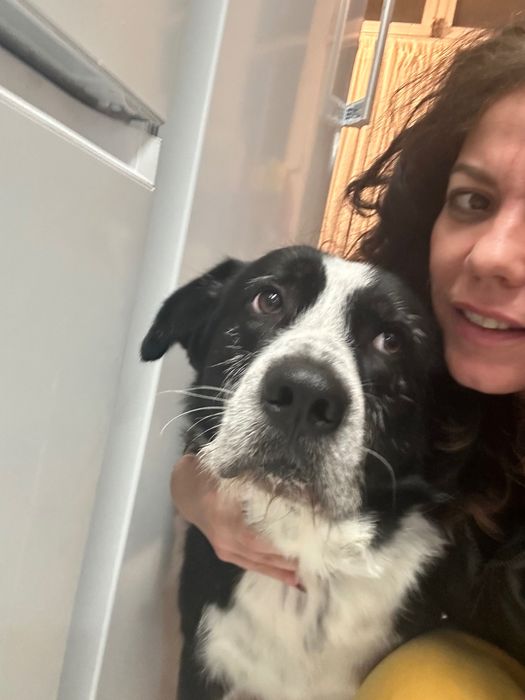 Caminhada e Cãopanhia