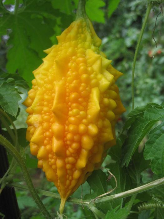 Момордика семена лиан